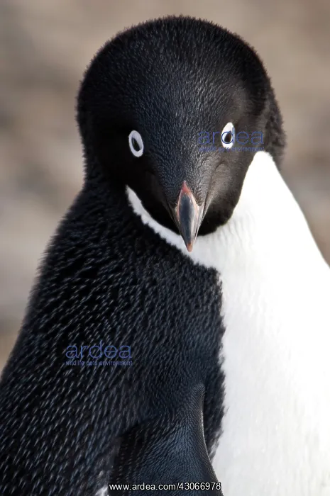 : Antarctica, Brown Bluff. Adelie Penguins : Antarctica, Brown Bluff. Adelie Penguins