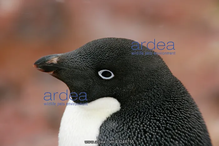 : Antarctica, Brown Bluff. Close-up profile : Antarctica, Brown Bluff. Close-up profile
