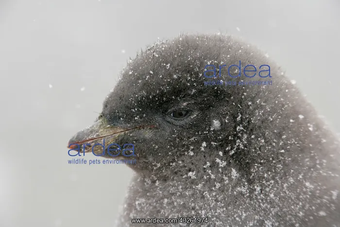 : Antarctica, Brown Bluff. Portrait of adelie : Antarctica, Brown Bluff. Portrait of adelie