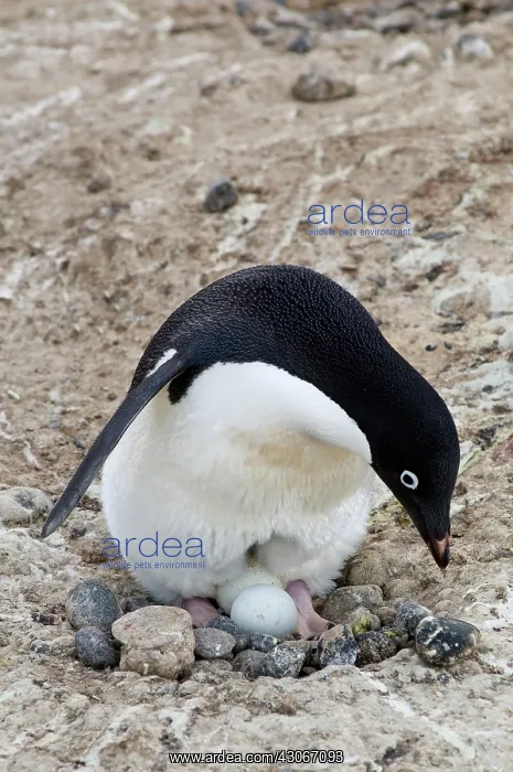 : Antarctica, Cape Adare. Adelie Penguins : Antarctica, Cape Adare. Adelie Penguins