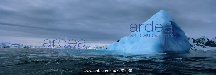 : Antarctica, Cape Renard, Morning sun lights : Antarctica, Cape Renard, Morning sun lights