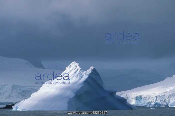 : Antarctica, Challenger Island, Morning sun : Antarctica, Challenger Island, Morning sun