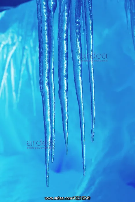 : Antarctica, Close-up of icicles hanging : Antarctica, Close-up of icicles hanging