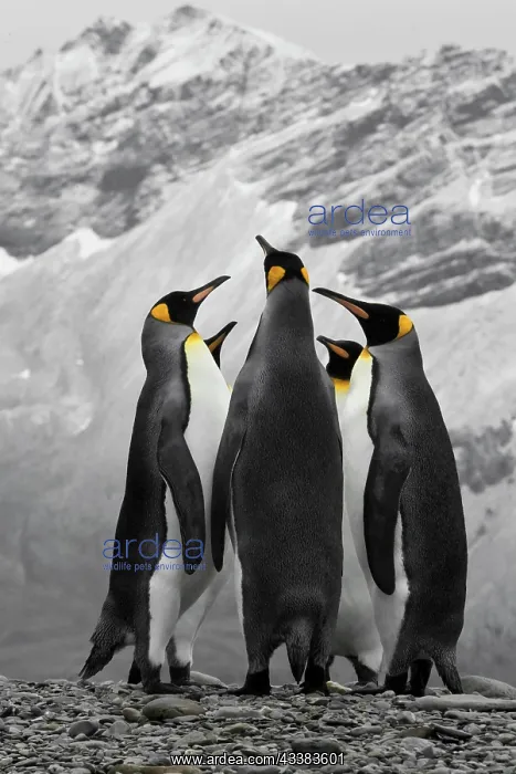 : Antarctica. A conference of King Penguins : Antarctica. A conference of King Penguins