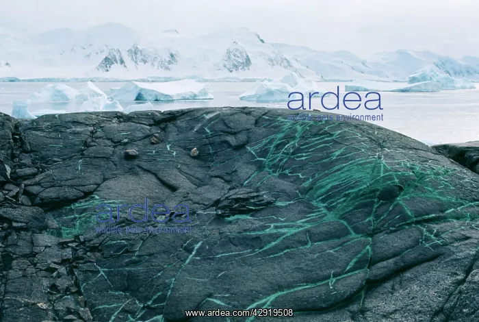 : Antarctica - copper veins in rock : Antarctica - copper veins in rock