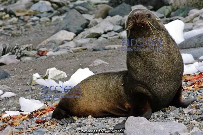 : Antarctica, Cuverville Island. Antarctic : Antarctica, Cuverville Island. Antarctic