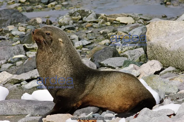 : Antarctica, Cuverville Island. Antarctic : Antarctica, Cuverville Island. Antarctic