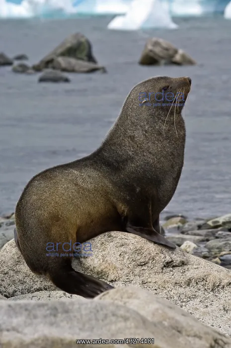 : Antarctica, Cuverville Island. Antarctic : Antarctica, Cuverville Island. Antarctic