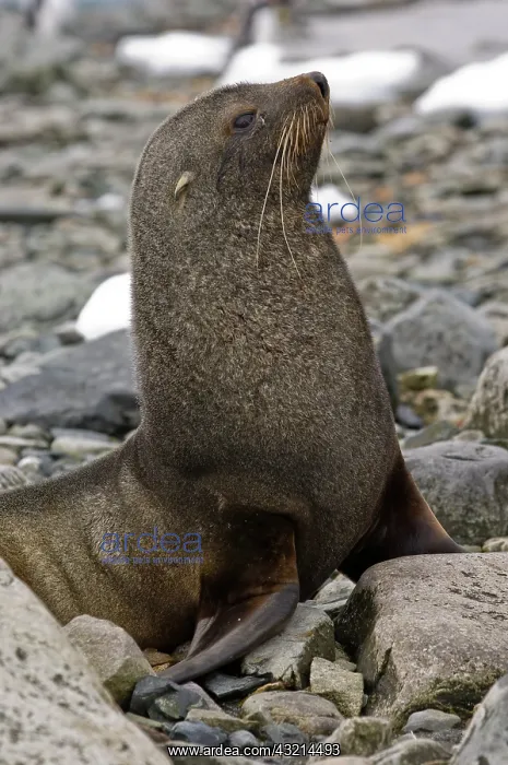 : Antarctica, Cuverville Island. Antarctic : Antarctica, Cuverville Island. Antarctic