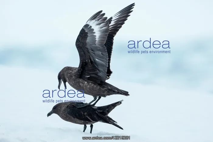 : Antarctica, Cuverville Island, Brown Skuas : Antarctica, Cuverville Island, Brown Skuas