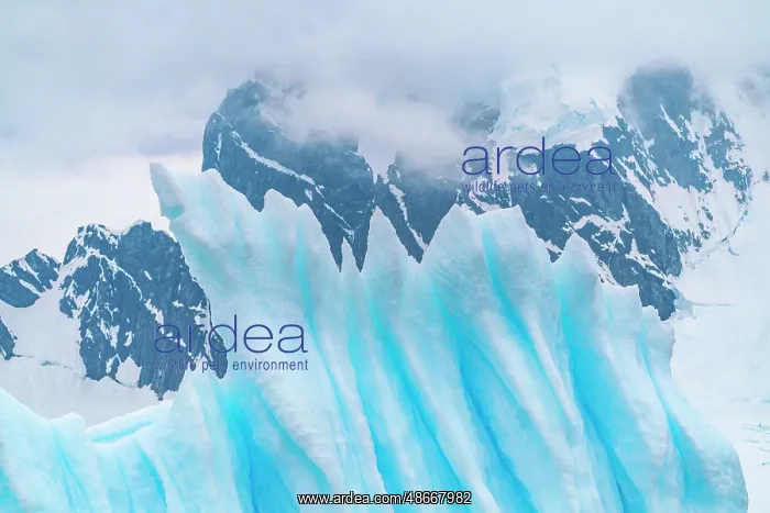 : Antarctica, Cuverville Island. Close-up of iceberg. ic Cathy : Antarctica, Cuverville Island. Close-up of iceberg. ic Cathy