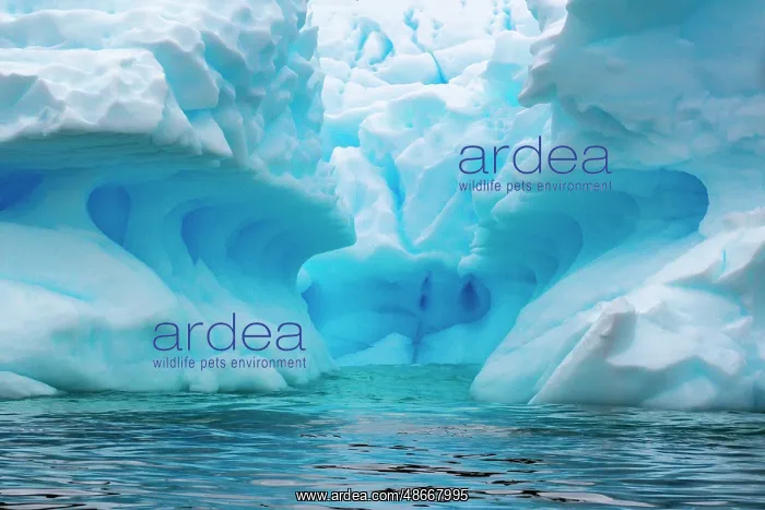 : Antarctica, Cuverville Island. Close-up of iceberg. ic Cathy : Antarctica, Cuverville Island. Close-up of iceberg. ic Cathy