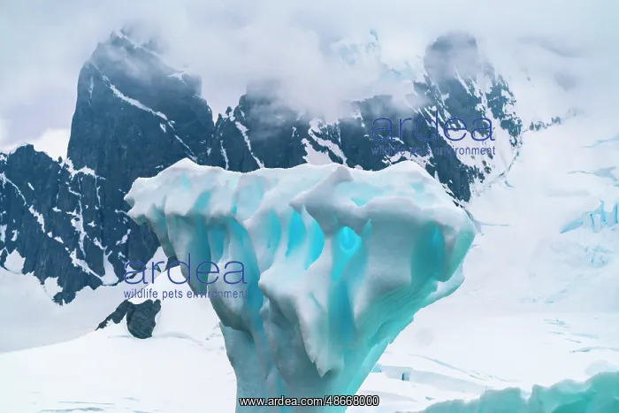 : Antarctica, Cuverville Island. Close-up of iceberg. ic Cathy : Antarctica, Cuverville Island. Close-up of iceberg. ic Cathy