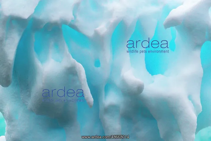 : Antarctica, Cuverville Island. Close-up of iceberg. ic Cathy : Antarctica, Cuverville Island. Close-up of iceberg. ic Cathy