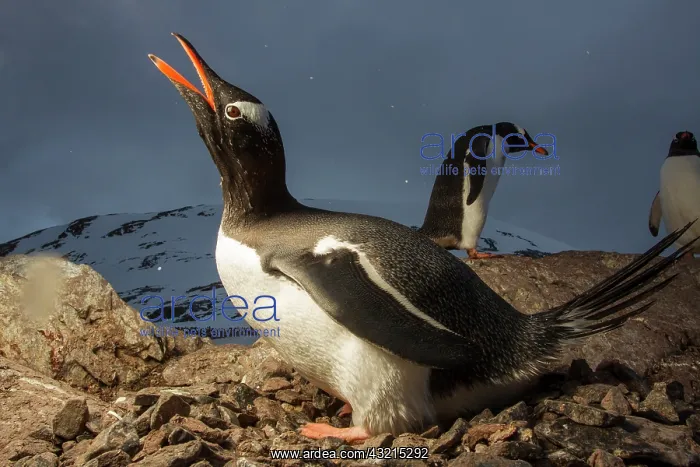 : Antarctica, Cuverville Island, Flash-lit : Antarctica, Cuverville Island, Flash-lit