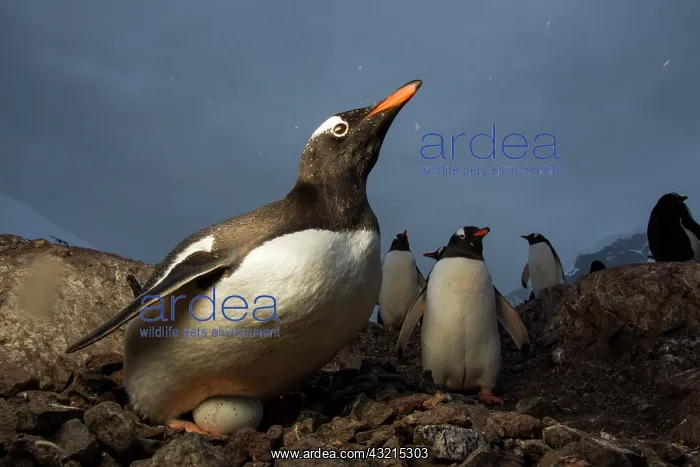 : Antarctica, Cuverville Island, Flash-lit : Antarctica, Cuverville Island, Flash-lit