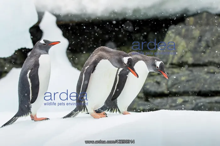 : Antarctica, Cuverville Island, Three Gentoo : Antarctica, Cuverville Island, Three Gentoo