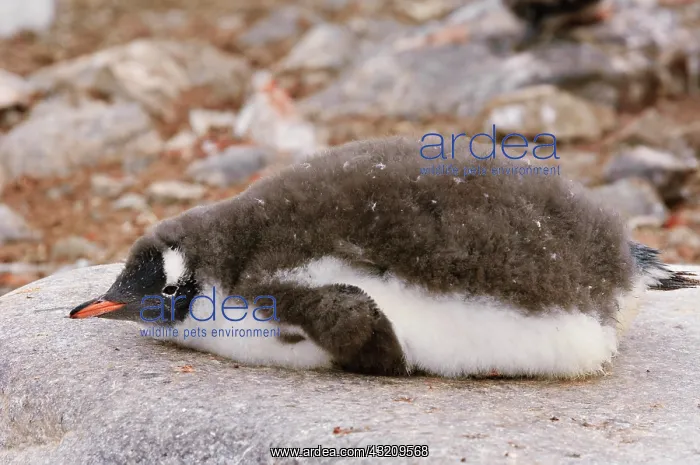 : Antarctica, Cuverville Island. Gentoo penguin : Antarctica, Cuverville Island. Gentoo penguin