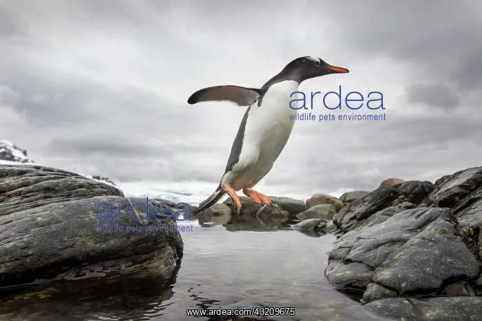 : Antarctica, Cuverville Island, Gentoo Penguin : Antarctica, Cuverville Island, Gentoo Penguin