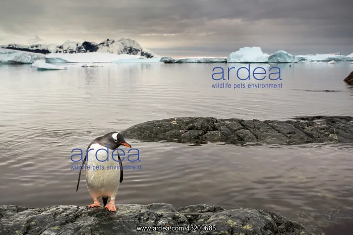 : Antarctica, Cuverville Island, Gentoo Penguin : Antarctica, Cuverville Island, Gentoo Penguin