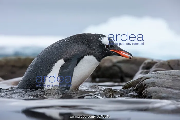 : Antarctica, Cuverville Island, Gentoo Penguin : Antarctica, Cuverville Island, Gentoo Penguin