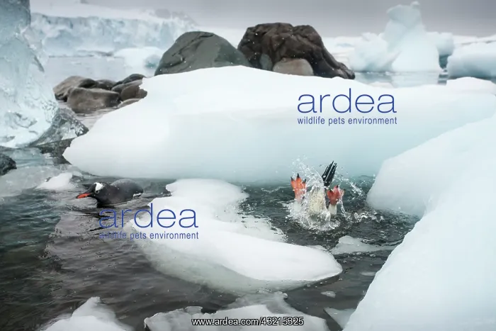 : Antarctica, Cuverville Island, Gentoo Penguin : Antarctica, Cuverville Island, Gentoo Penguin