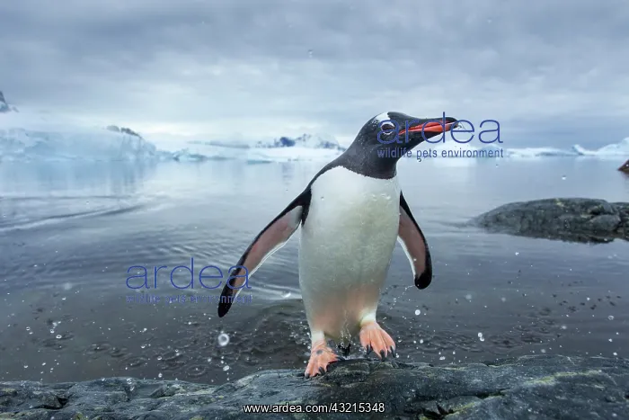 : Antarctica, Cuverville Island, Gentoo Penguin : Antarctica, Cuverville Island, Gentoo Penguin
