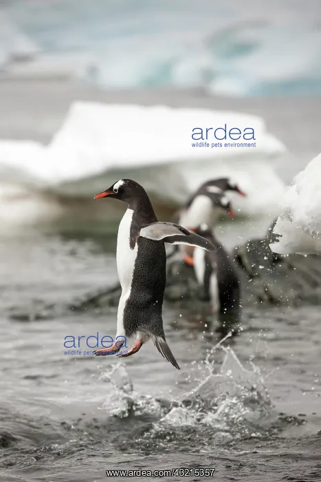 : Antarctica, Cuverville Island, Gentoo Penguin : Antarctica, Cuverville Island, Gentoo Penguin