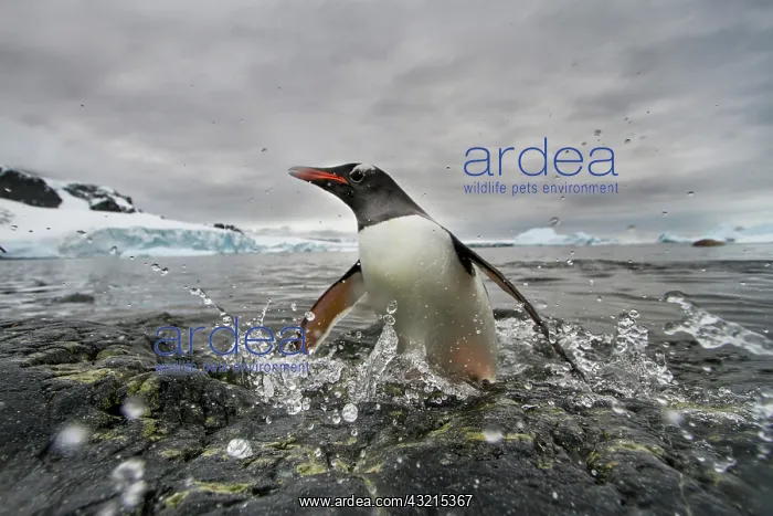 : Antarctica, Cuverville Island, Gentoo Penguin : Antarctica, Cuverville Island, Gentoo Penguin