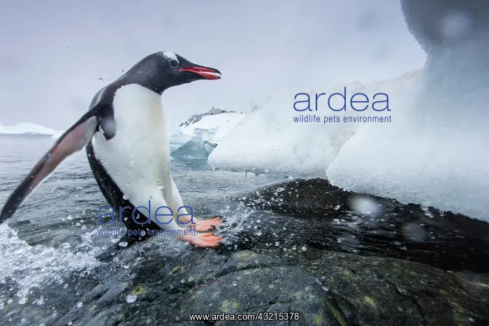 : Antarctica, Cuverville Island, Gentoo Penguin : Antarctica, Cuverville Island, Gentoo Penguin