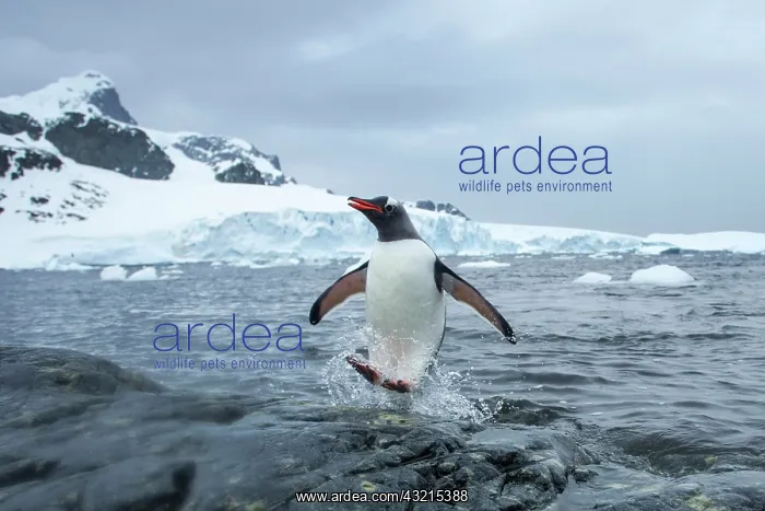 : Antarctica, Cuverville Island, Gentoo Penguin : Antarctica, Cuverville Island, Gentoo Penguin