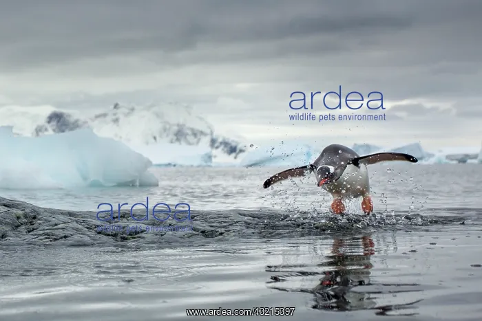: Antarctica, Cuverville Island, Gentoo Penguin : Antarctica, Cuverville Island, Gentoo Penguin