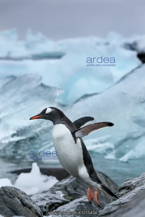 : Antarctica, Cuverville Island, Gentoo Penguin : Antarctica, Cuverville Island, Gentoo Penguin