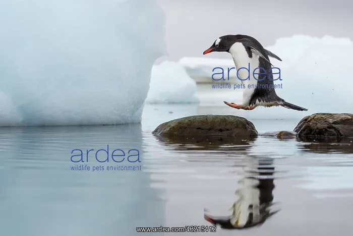: Antarctica, Cuverville Island, Gentoo Penguin : Antarctica, Cuverville Island, Gentoo Penguin