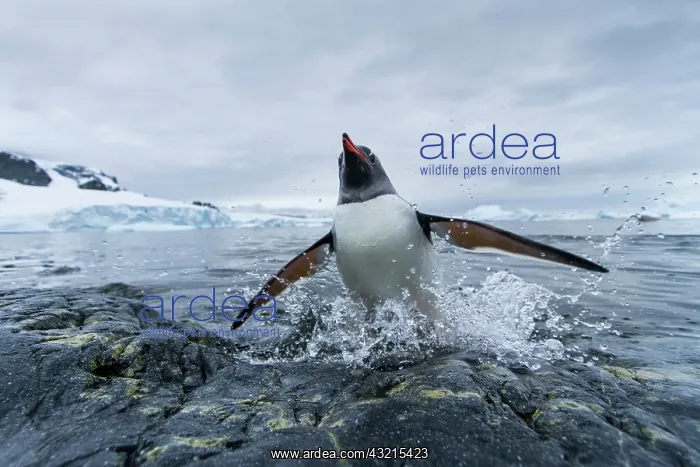 : Antarctica, Cuverville Island, Gentoo Penguin : Antarctica, Cuverville Island, Gentoo Penguin