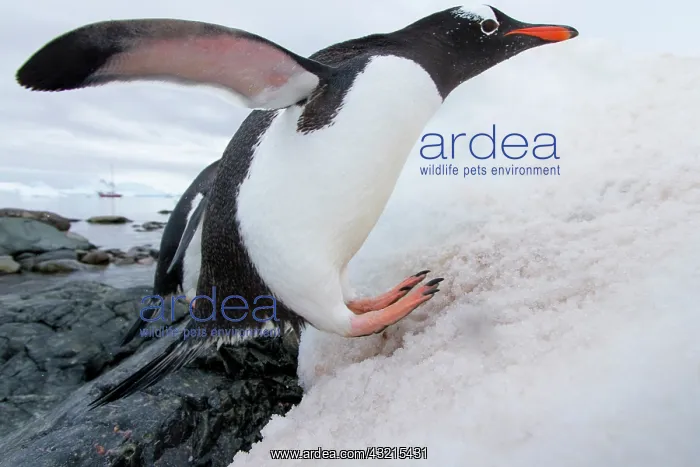 : Antarctica, Cuverville Island, Gentoo Penguin : Antarctica, Cuverville Island, Gentoo Penguin