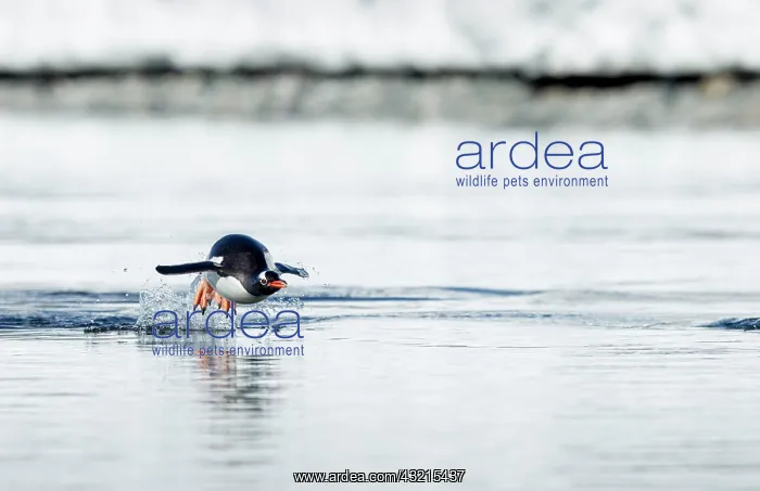  : Antarctica, Cuverville Island, Gentoo Penguin