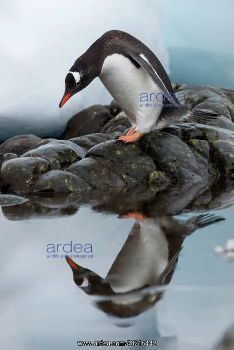 : Antarctica, Cuverville Island, Gentoo Penguin : Antarctica, Cuverville Island, Gentoo Penguin
