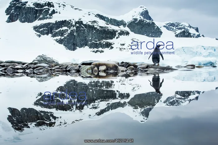 : Antarctica, Cuverville Island, Gentoo Penguin : Antarctica, Cuverville Island, Gentoo Penguin