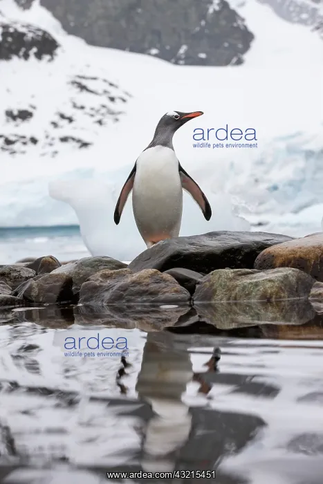 : Antarctica, Cuverville Island, Gentoo Penguin : Antarctica, Cuverville Island, Gentoo Penguin