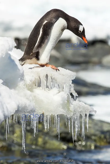 : Antarctica, Cuverville Island, Gentoo Penguin : Antarctica, Cuverville Island, Gentoo Penguin