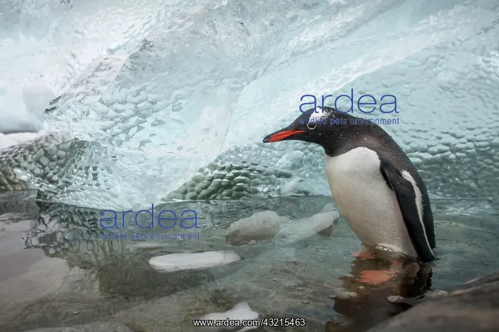 : Antarctica, Cuverville Island, Gentoo Penguin : Antarctica, Cuverville Island, Gentoo Penguin