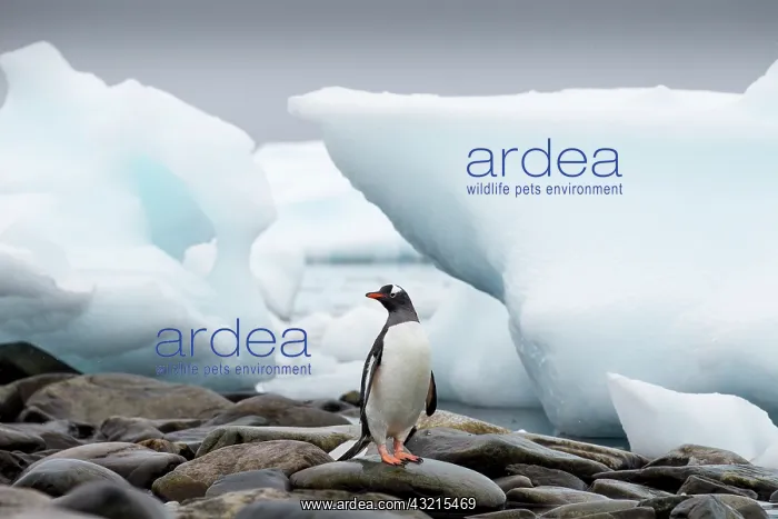 : Antarctica, Cuverville Island, Gentoo Penguin : Antarctica, Cuverville Island, Gentoo Penguin