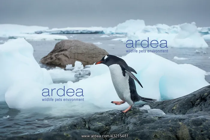 : Antarctica, Cuverville Island, Gentoo Penguin : Antarctica, Cuverville Island, Gentoo Penguin