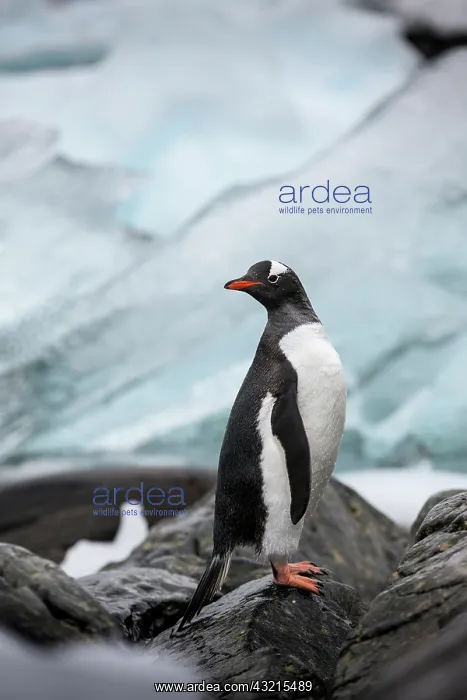 : Antarctica, Cuverville Island, Gentoo Penguin : Antarctica, Cuverville Island, Gentoo Penguin