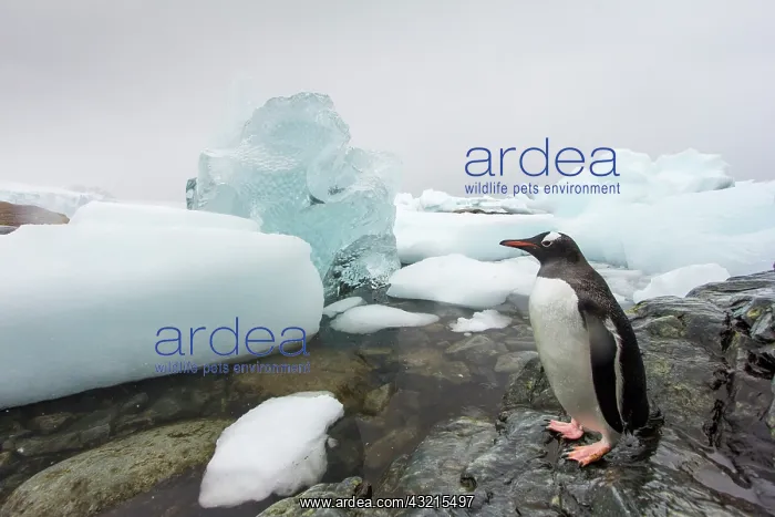 : Antarctica, Cuverville Island, Gentoo Penguin : Antarctica, Cuverville Island, Gentoo Penguin