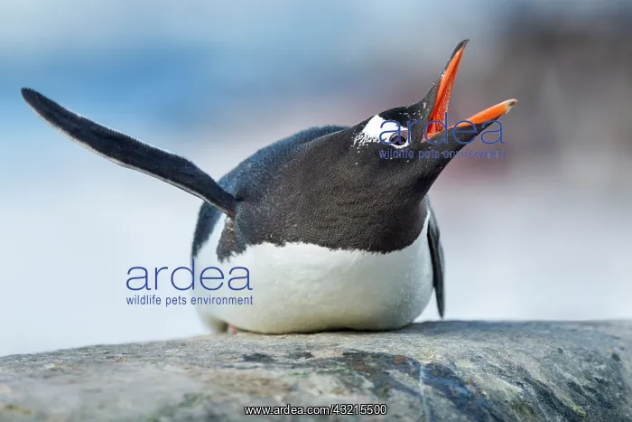 : Antarctica, Cuverville Island, Gentoo Penguin : Antarctica, Cuverville Island, Gentoo Penguin