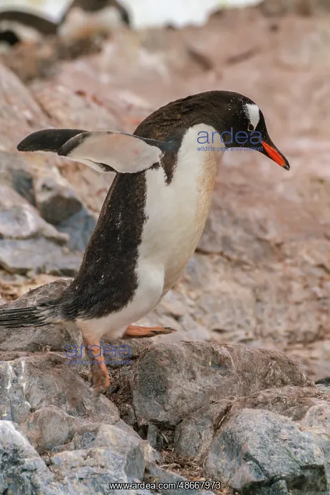 : Antarctica, Cuverville Island. Gentoo penguin jumping on : Antarctica, Cuverville Island. Gentoo penguin jumping on