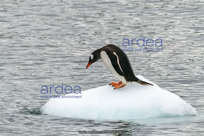 : Antarctica, Cuverville Island. Gentoo penguin on small : Antarctica, Cuverville Island. Gentoo penguin on small
