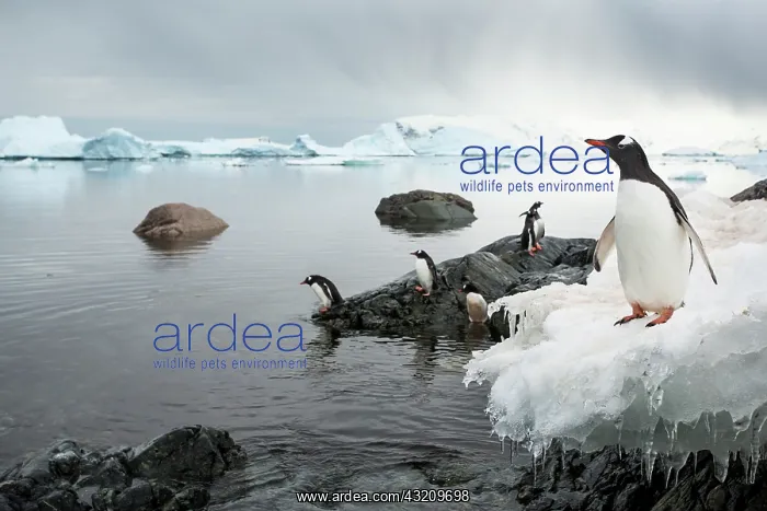 : Antarctica, Cuverville Island, Gentoo Penguins : Antarctica, Cuverville Island, Gentoo Penguins